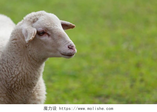绿色草地上的一只羊在草地上吃草的羊